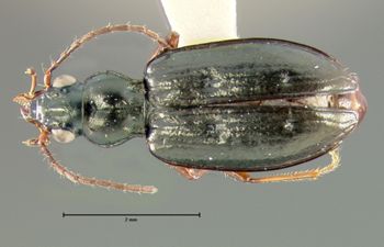 Media type: image;   Entomology 19626 Aspect: habitus dorsal view